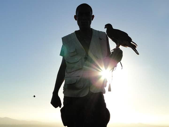 Falcoeiro da Falcon Service com falcão na luva ao pôr do sol